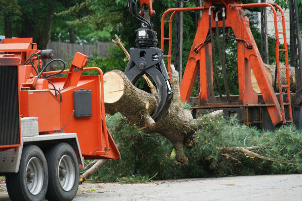 Tree and Shrub Care in West, TX